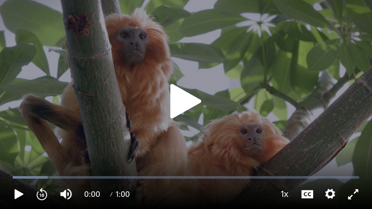 Golden Lion Tamarin Video