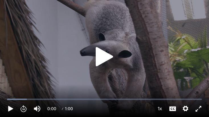 Southern Tamandua Video